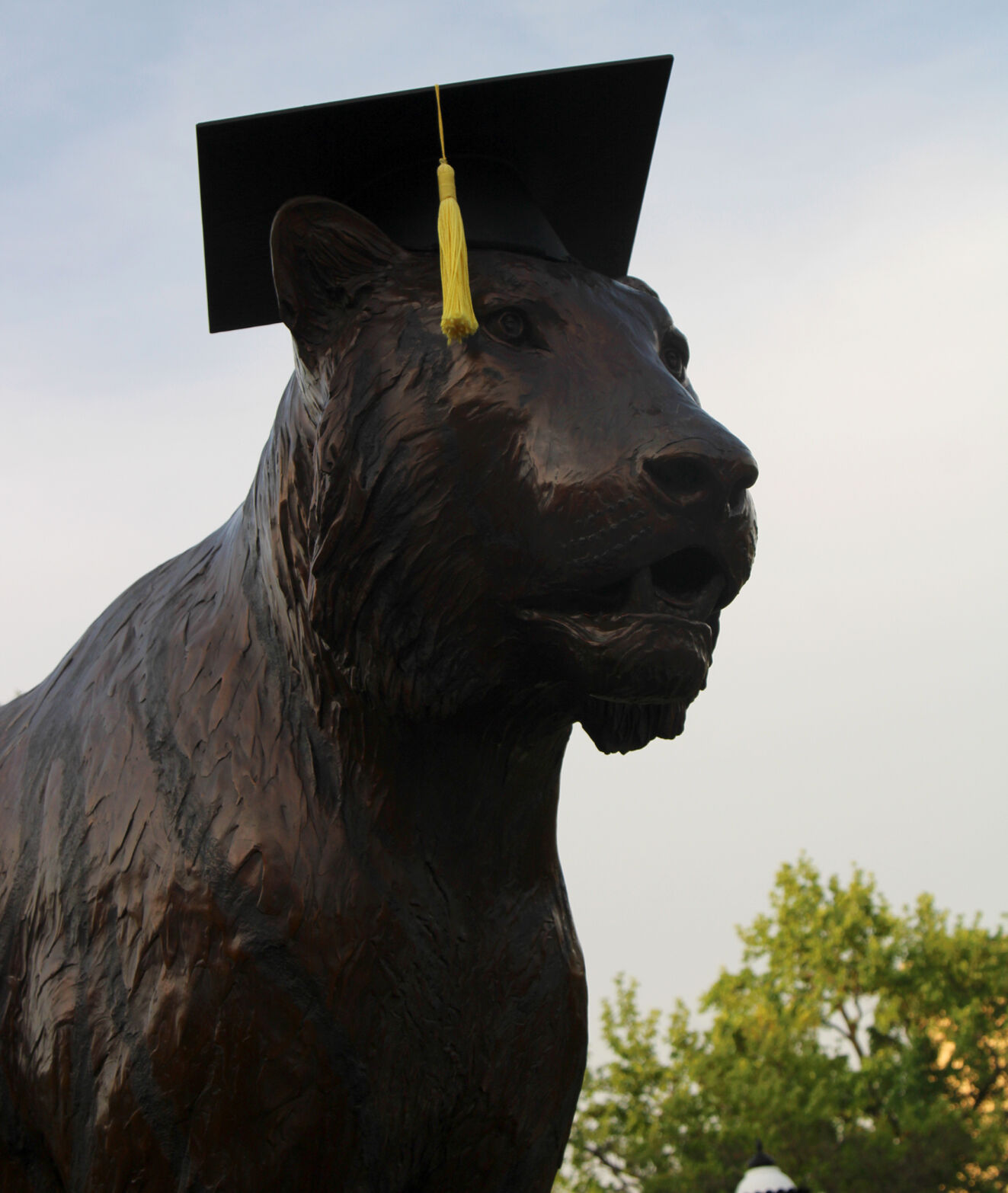 Truman the Tiger wears a mortar board hat on Friday